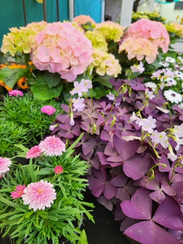 Carl Stange Blumenladen Hannover